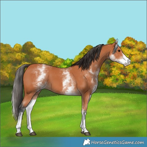 Horse Color:White Spotted Bay 