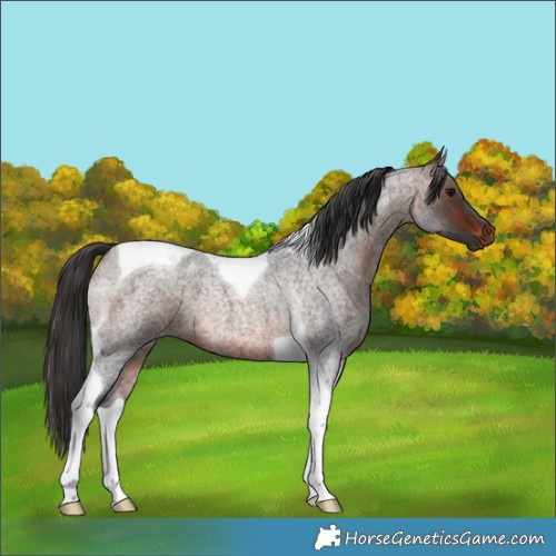 Horse Color:Brown Roan Tobiano 