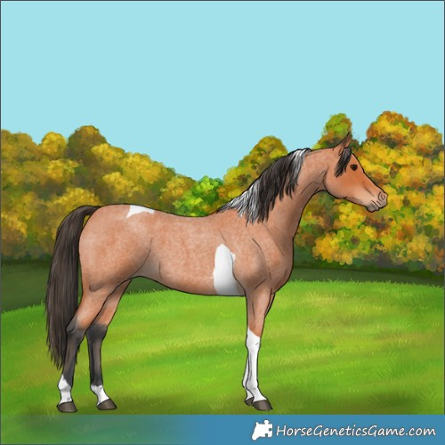 Horse Color:Bay Roan Tobiano