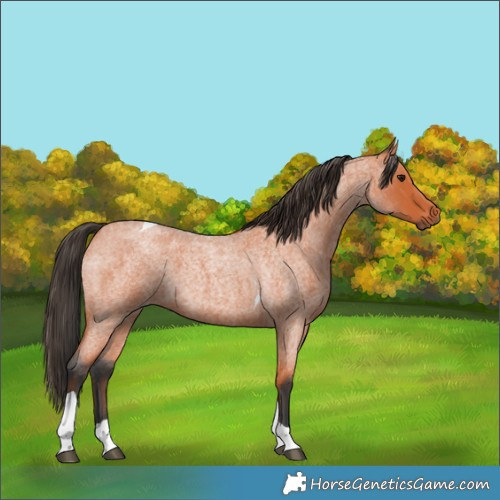 Horse Color:Bay Roan Tobiano 