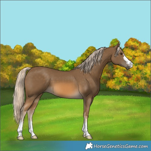 Horse Color:Chocolate Palomino 