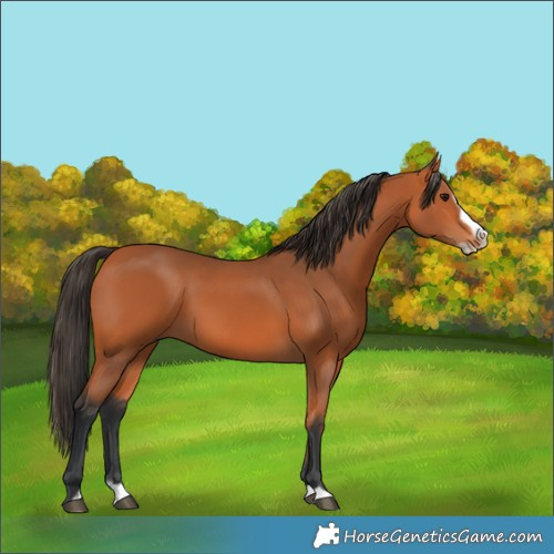 Horse Color:Bay Splash Frame