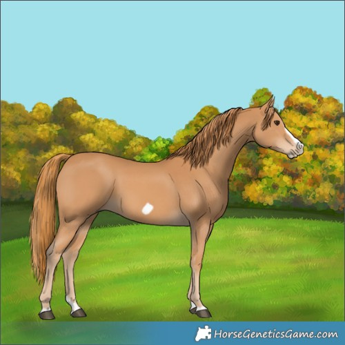 Horse Color:Chestnut Splash Frame Rabicano 