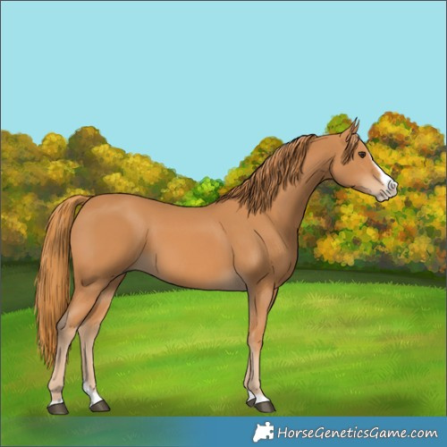 Horse Color:Chestnut Splash Frame 