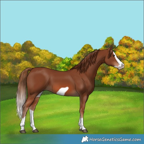 Horse Color:Chestnut Splash Frame 