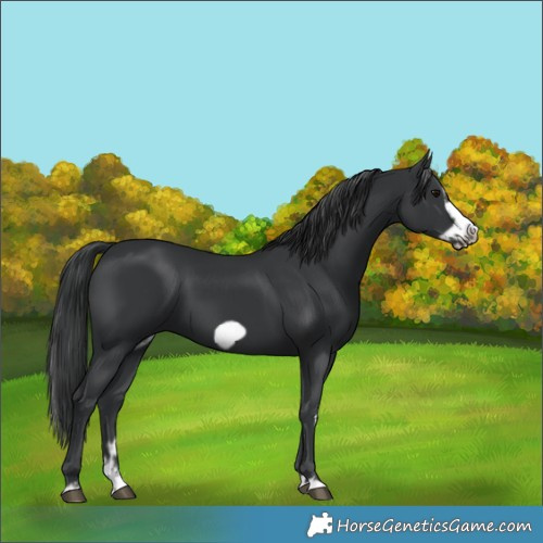 Horse Color:Black Splash Frame 