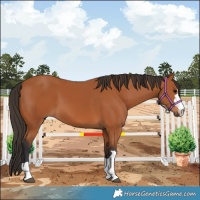Horse Color:Bay 