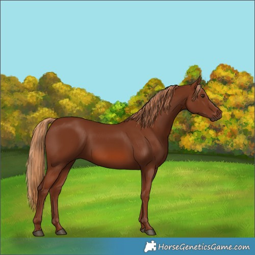 Horse Color:Chestnut 