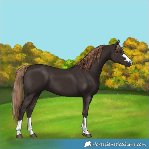 Horse Color:Liver Chestnut 