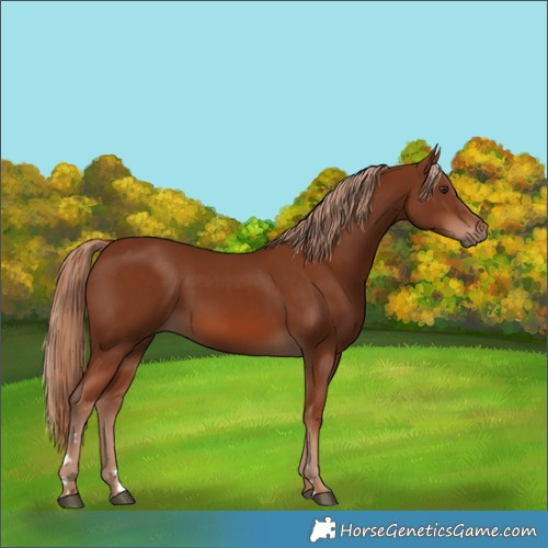 Horse Color:Chestnut 