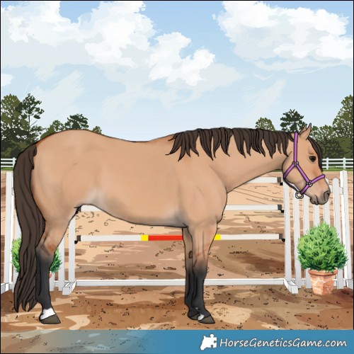 Horse Color:Bay Dun 