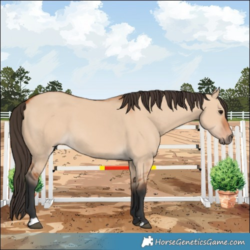 Horse Color:Bay Dun 