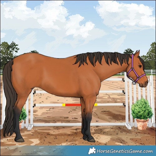 Horse Color:Bay 