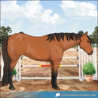 Horse Color:Bay 