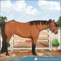 Horse Color:Bay 