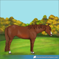 Horse Color:Chestnut 