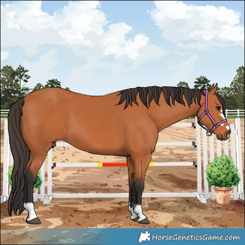 Horse Color:Bay 