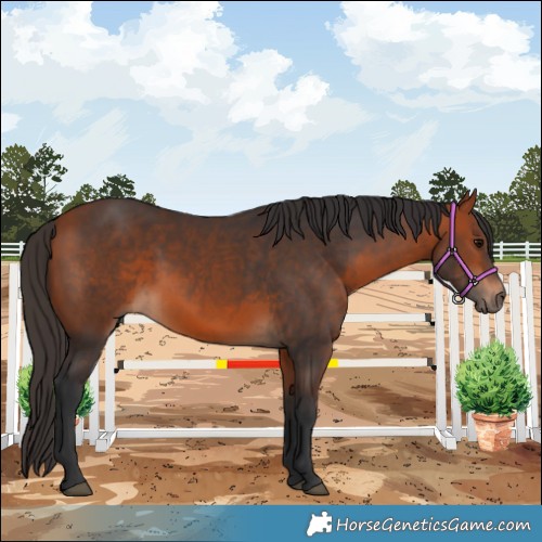 Horse Color:Bay 