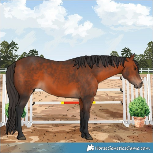 Horse Color:Bay 