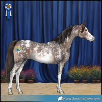 Horse Color:Bay Sabino Appaloosa Rabicano 