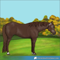 Horse Color:Gray Chestnut 