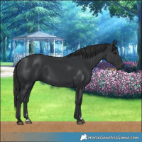 Horse Color:Black 