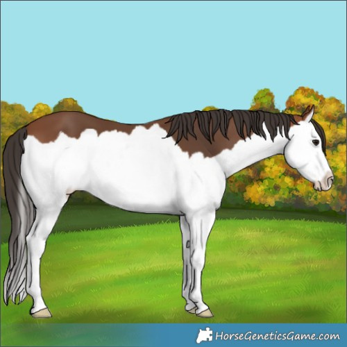 Horse Color:Bay Splash 