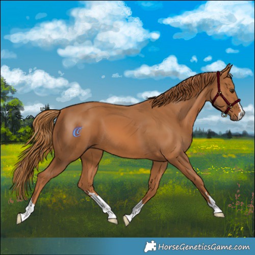 Horse Color:Chestnut 