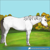 Horse Color:White Spotted Bay Splash Frame