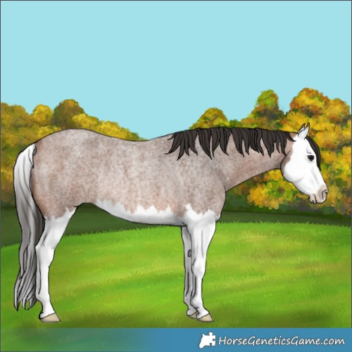 Horse Color:Bay Roan Splash Rabicano