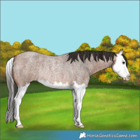 Horse Color:Bay Roan Splash Rabicano 