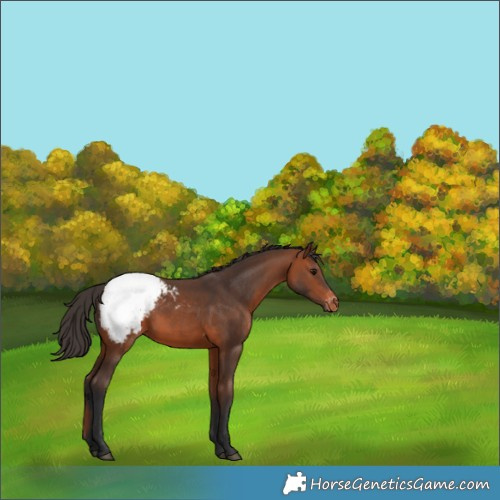 Horse Color:Bay Snowcap