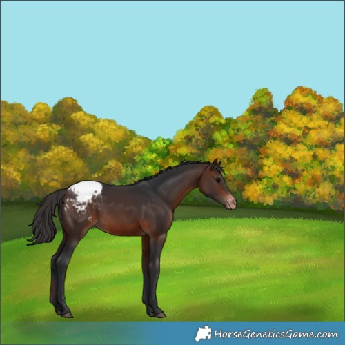Horse Color:Brown Snowcap