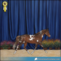 Horse Color:White Spotted Liver Chestnut Rabicano 