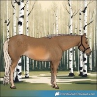 Horse Color:Chocolate Palomino 
