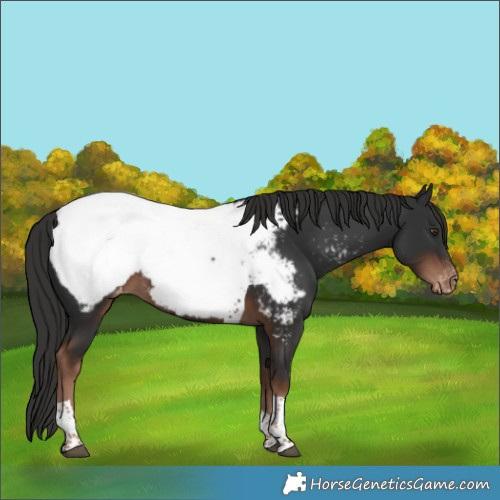 Horse Color:Liver Chestnut Tobiano Appaloosa 