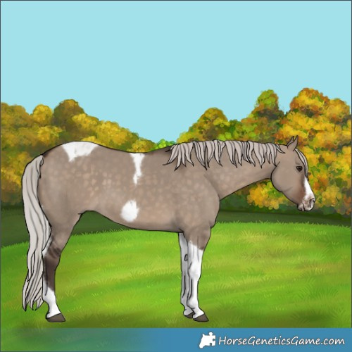 Horse Color:Silver Brown Dun Tobiano Frame