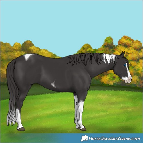 Horse Color:Smoky Black Splash Tobiano