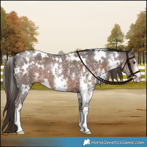 Horse Color:White Spotted Liver Chestnut Sabino 