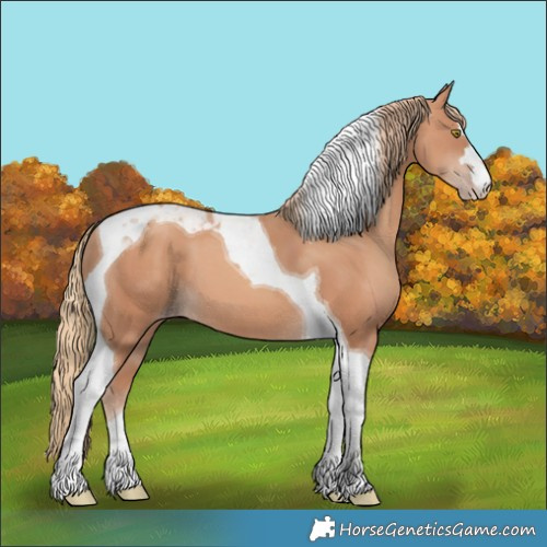 Horse Color:Gold Champagne Tobiano 