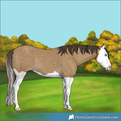 Horse Color:Classic Cream Champagne Splash 