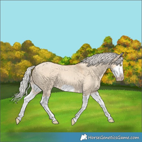 Horse Color:Silver Classic Champagne Dun Splash Frame