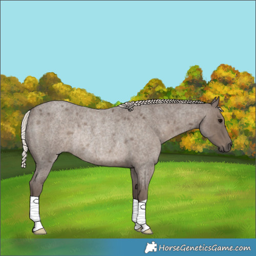 Horse Color:Silver Blue Roan Rabicano 