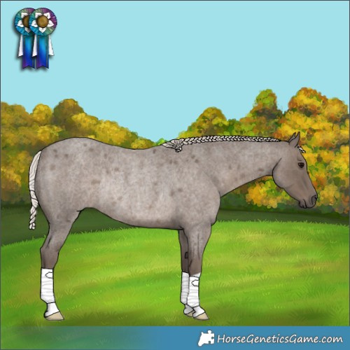 Horse Color:Silver Blue Roan Rabicano 