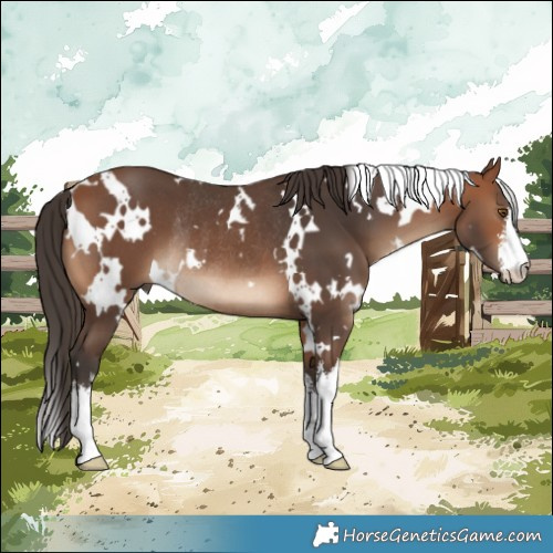 Horse Color:White Spotted Bay Rabicano 