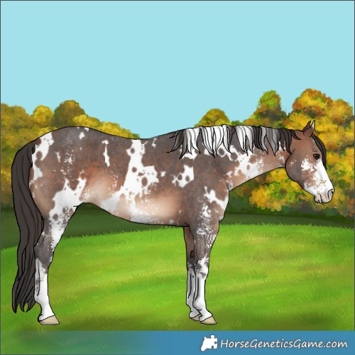Horse Color:White Spotted Brown Sabino 
