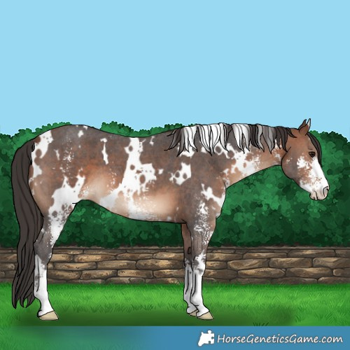 Horse Color:White Spotted Brown Sabino 