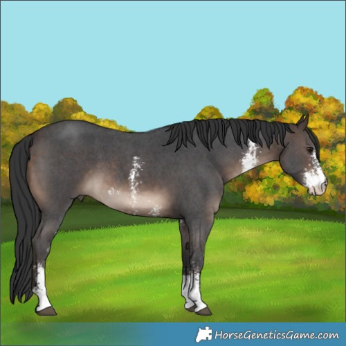 Horse Color:Brown Sabino 