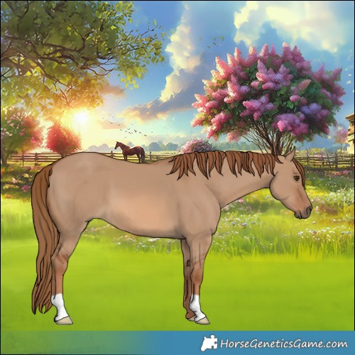 Horse Color:Red Dun 