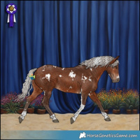 Horse Color:White Spotted Silver Bay Tobiano